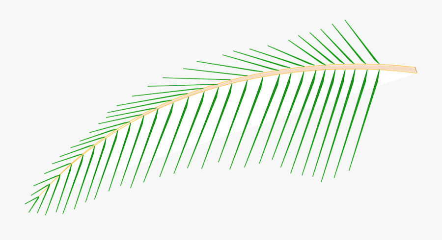 Leaf, Coconut, Tree, Pal Leave, Palm Tree - Gambar Biground Spanduk Pohon Kelapa, Transparent Clipart