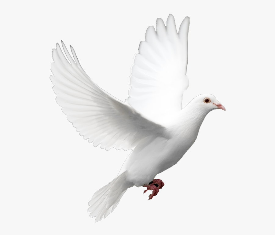 Transparent Pigeon Png, Transparent Clipart