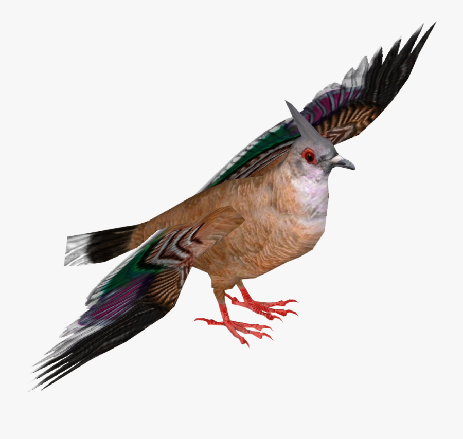 Crested Pigeon - Phasianidae, Transparent Clipart