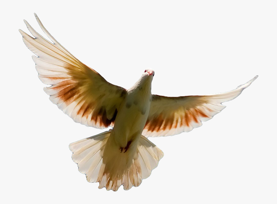 Pigeon Png Transparent Image, Transparent Clipart
