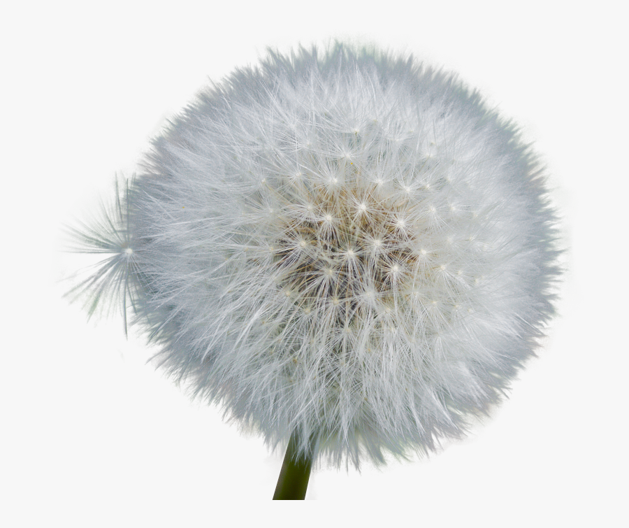 Dandelion Puff Clip Art, Transparent Clipart