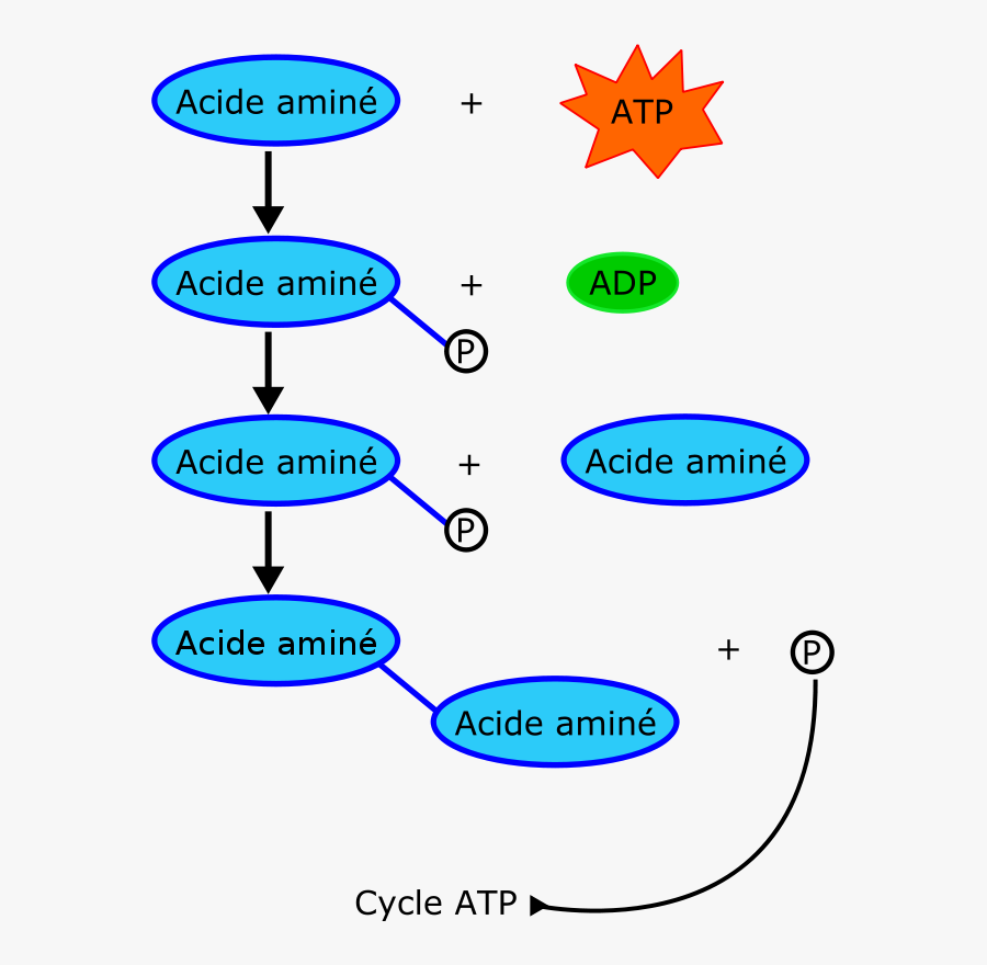 Free Proteine - Proteine, Transparent Clipart