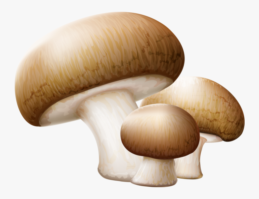 Drawing Shrooms Shiitake Mushroom - Transparent Background Mushroom Clipart, Transparent Clipart