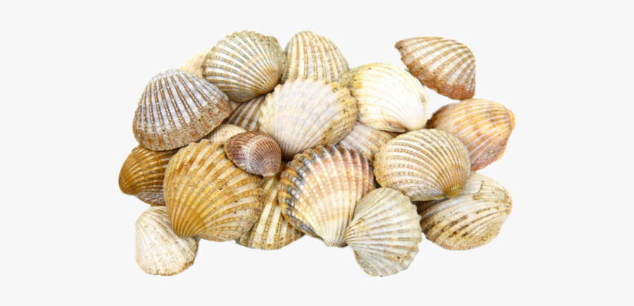 Cockle Seashell Light Clam - Sea Shells Png, Transparent Clipart