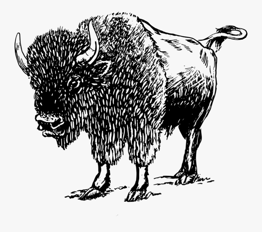Clip Art Collection Of Free Buffalo - Black And White Buffalo, Transparent Clipart