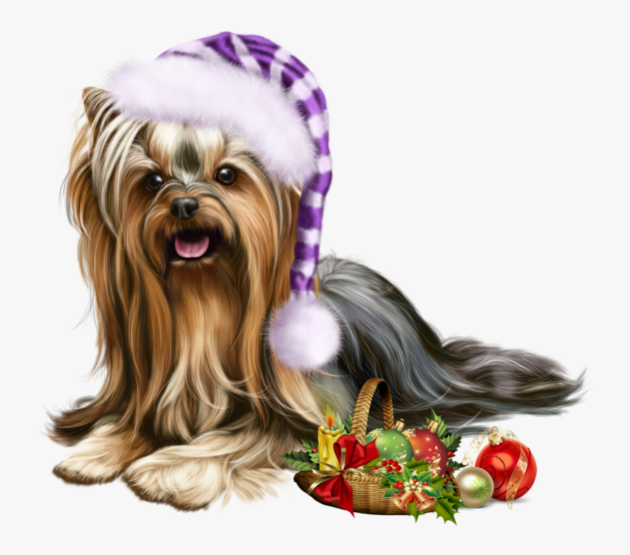 Yorkshire Terrier, Transparent Clipart