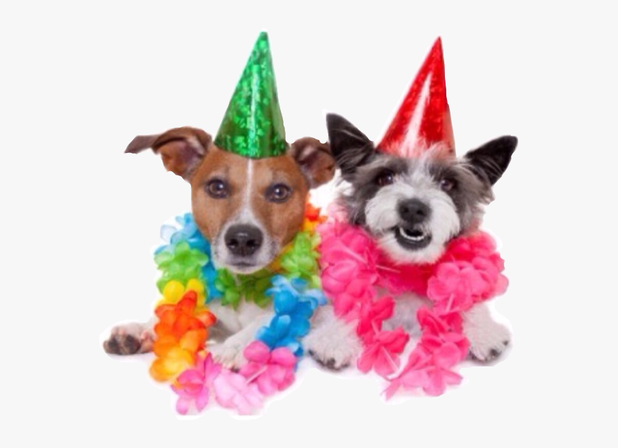 Transparent Party People Png - Best Friend Happy Birthday Dogs, Transparent Clipart