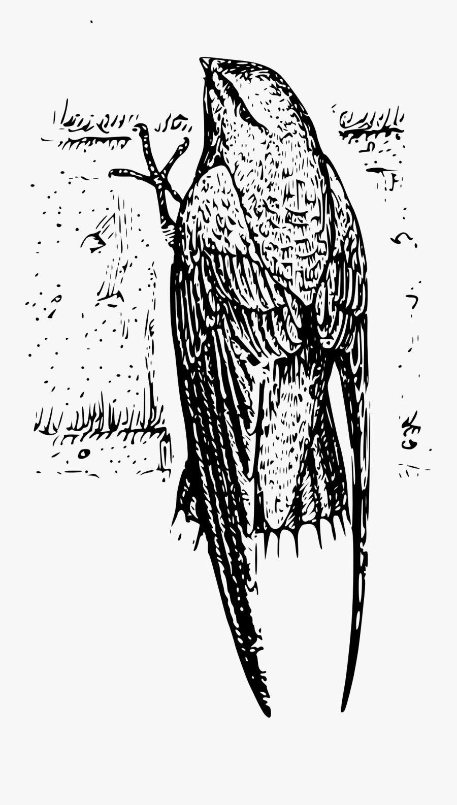 Chimney Swift Drawing, Transparent Clipart