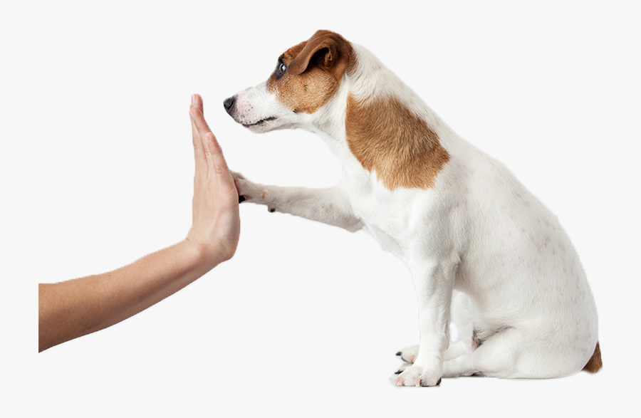 Image - Rewarding A Dog, Transparent Clipart