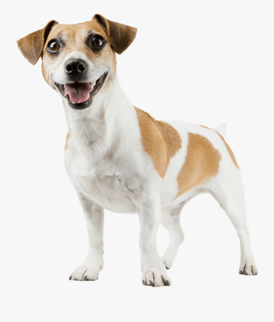 Jack Russell - Pet Ranch, Transparent Clipart