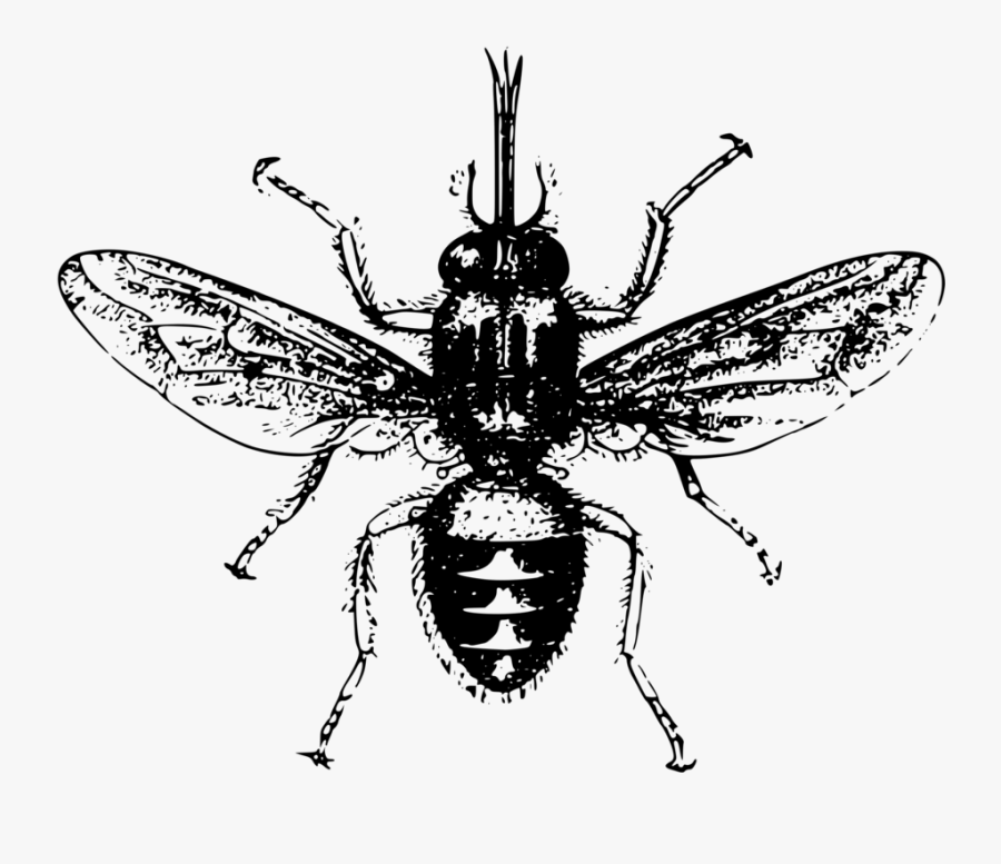 Insect Tsetse Fly The Nycteribiidae Free Commercial - African Sleeping Sickness Bug, Transparent Clipart