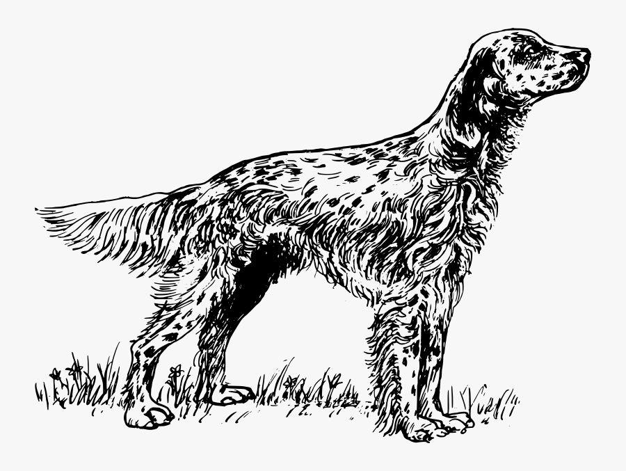 English Setter Coloring Pages, Transparent Clipart