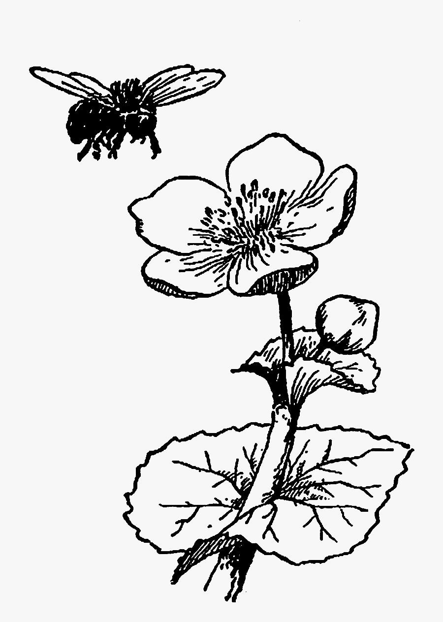 Bee On A Flower Drawing , Transparent Cartoons - Bee On A Flower Drawing, Transparent Clipart