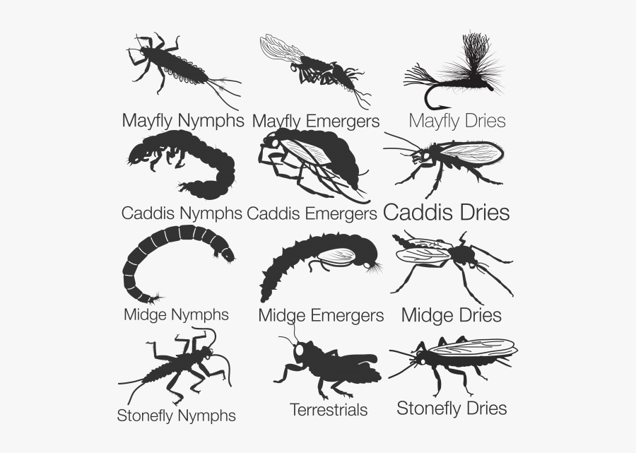 Fly Fishing Entomology, Transparent Clipart