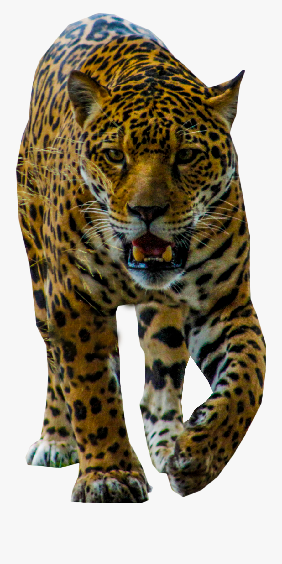 Jaguar Walking Png Image - African Leopard, Transparent Clipart