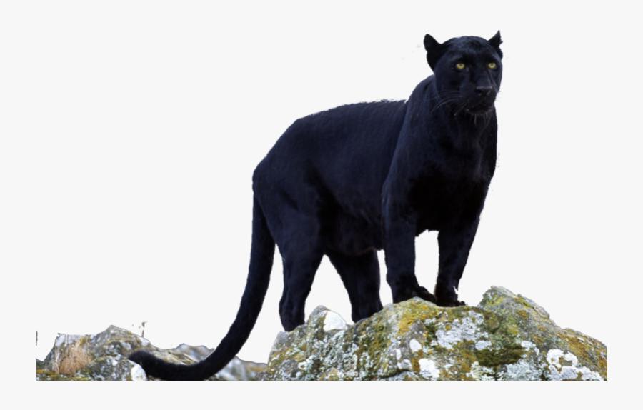 Panther With No Background, Transparent Clipart