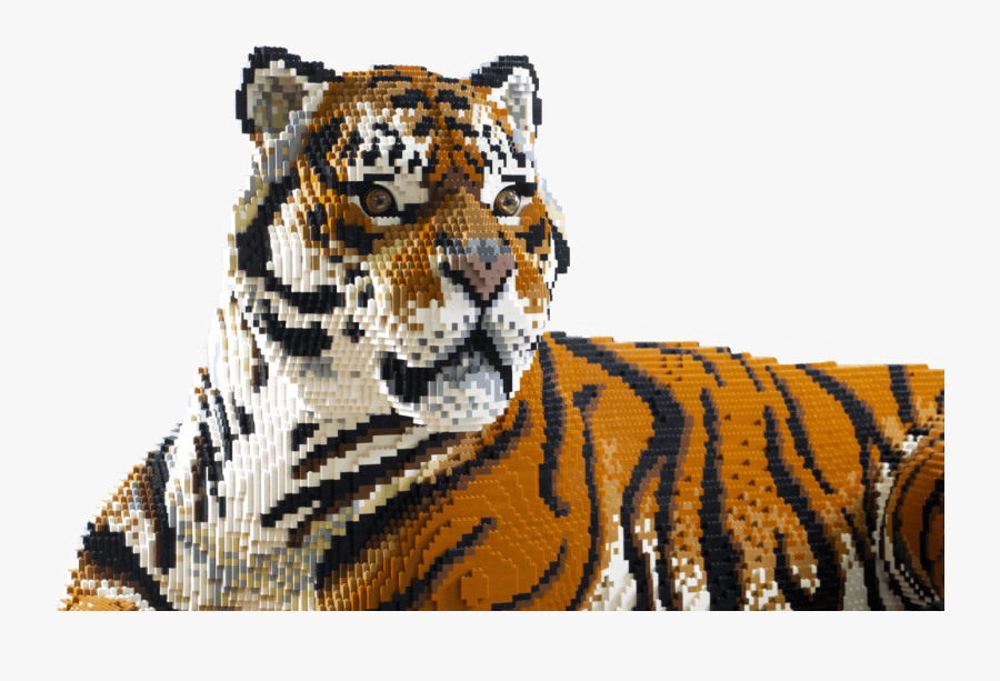 Transparent Caracal Png - Siberian Tiger, Transparent Clipart