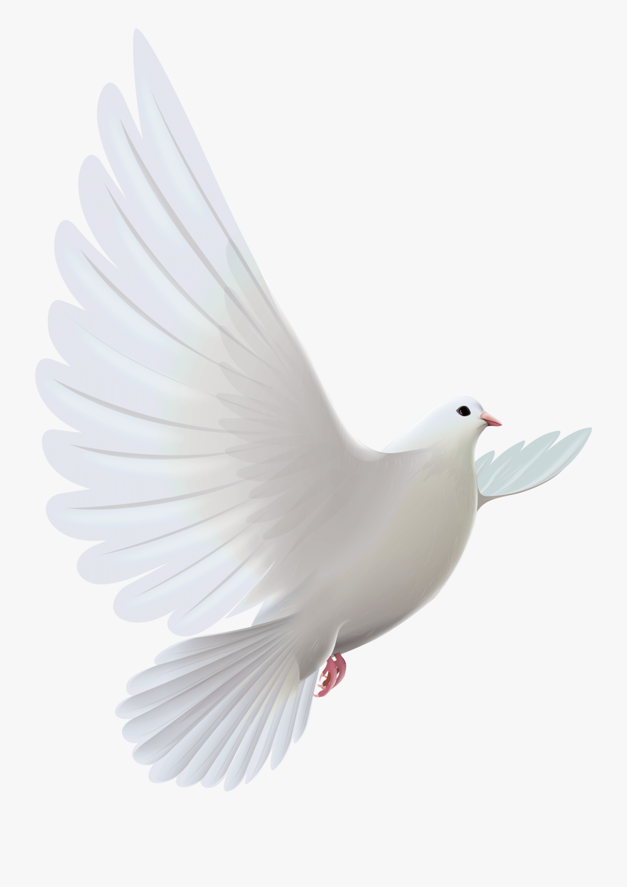 White Dove Transparent Png Clipart - Transparent White Dove Png, Transparent Clipart