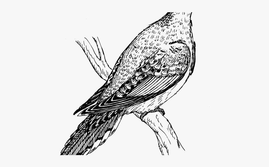Bird Dove Drawing, Transparent Clipart