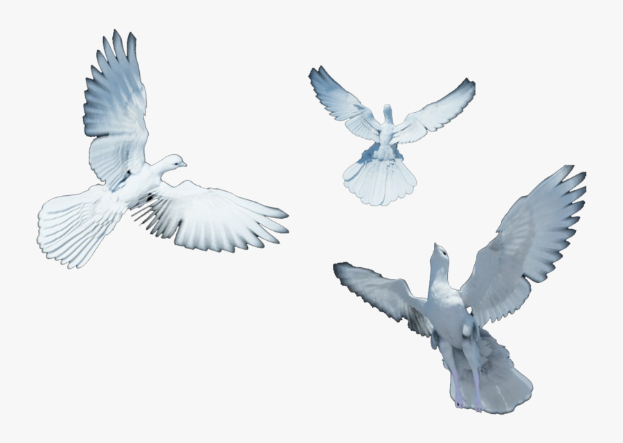 Transparent Doves Flying Png - Dove Transparent, Transparent Clipart