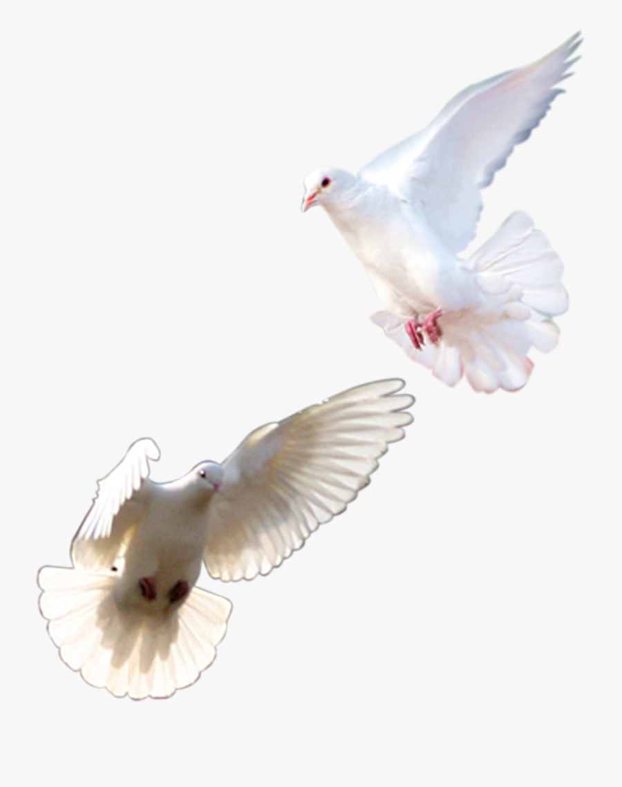 Rock Dove Homing Columbidae Pink White Transprent - Pigeons And Doves, Transparent Clipart