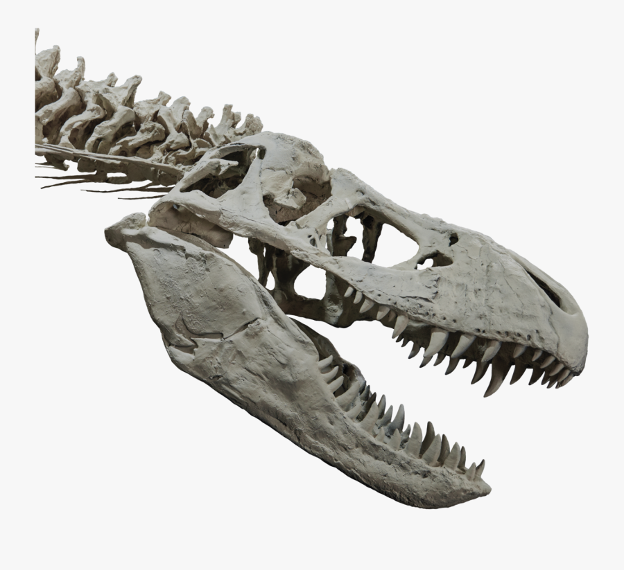 T Rex Skull Png T Rex Head Skeleton Free Transparent Clipart Clipartkey - tyrannosaurus rex skeleton model roblox