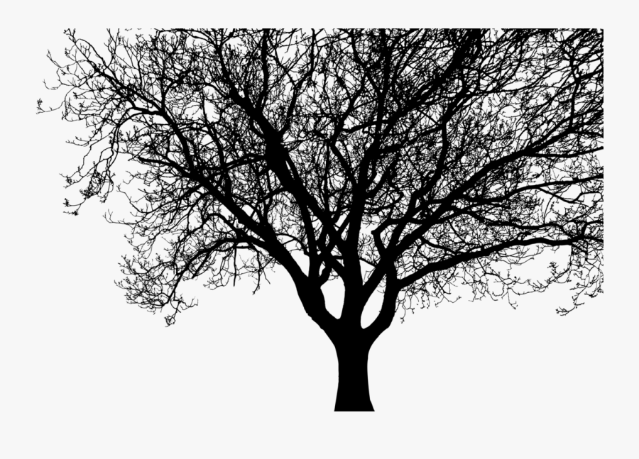 Transparent Tree Limb Png , Free Transparent Clipart - ClipartKey