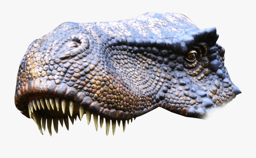 Transparent Dinosaur Head Png - Nile Crocodile, Transparent Clipart