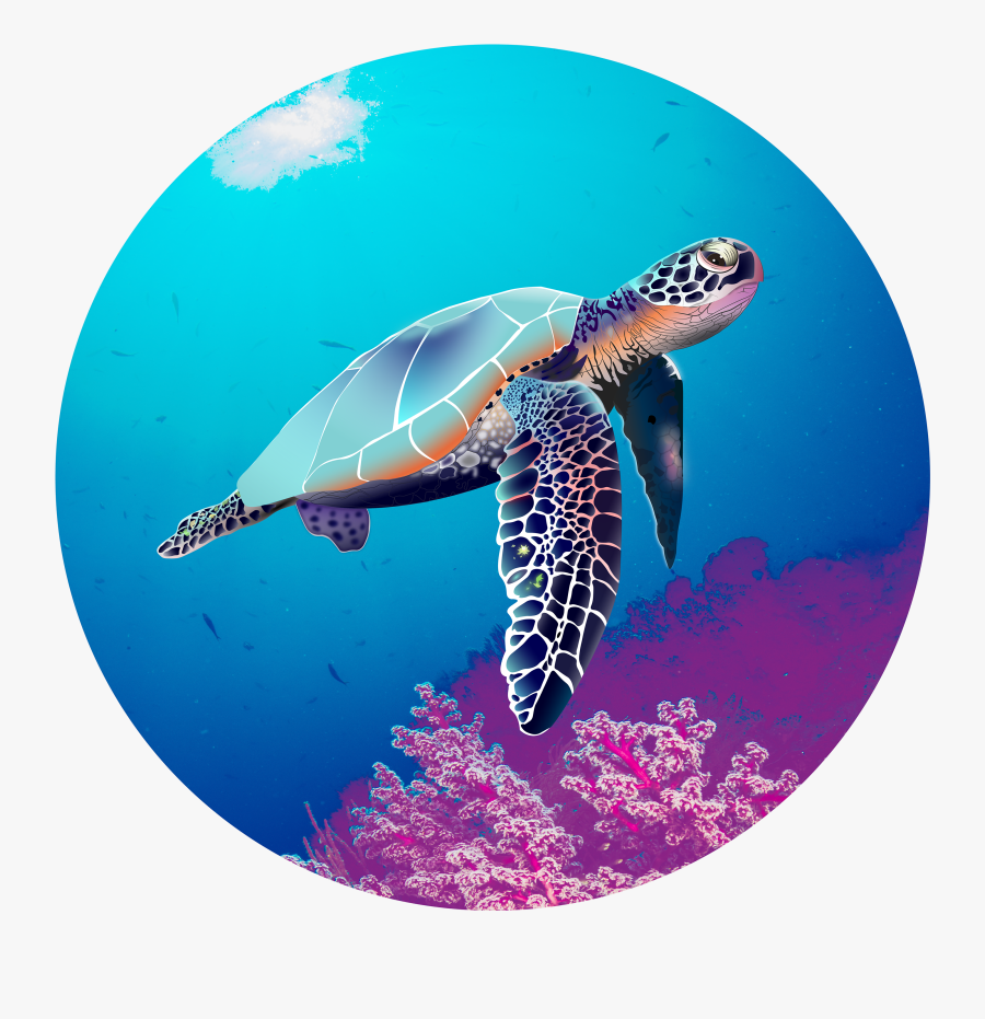 Hawksbill Sea Turtle, Transparent Clipart
