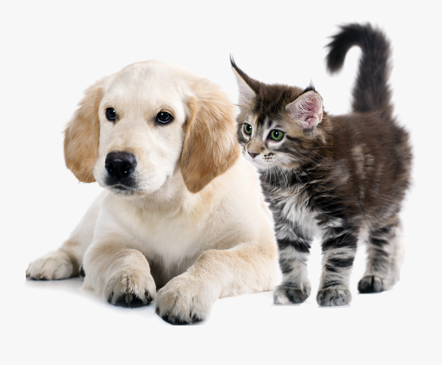 To Medium-sized Cats,whiskers,golden Retriever,companion - Dog & Cat Png, Transparent Clipart