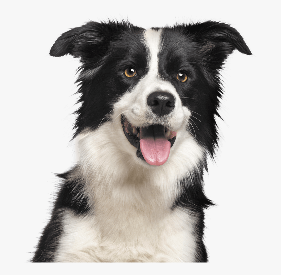 Dog Border Collie Transparent, Transparent Clipart