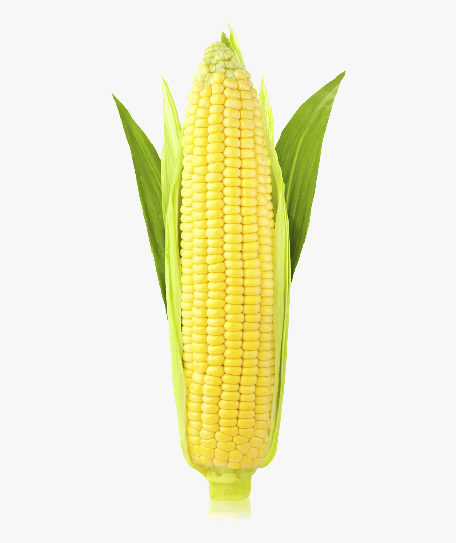 Corn On The Cob Maize Ear Sweet Corn Stock Photography - Corn With White Background, Transparent Clipart