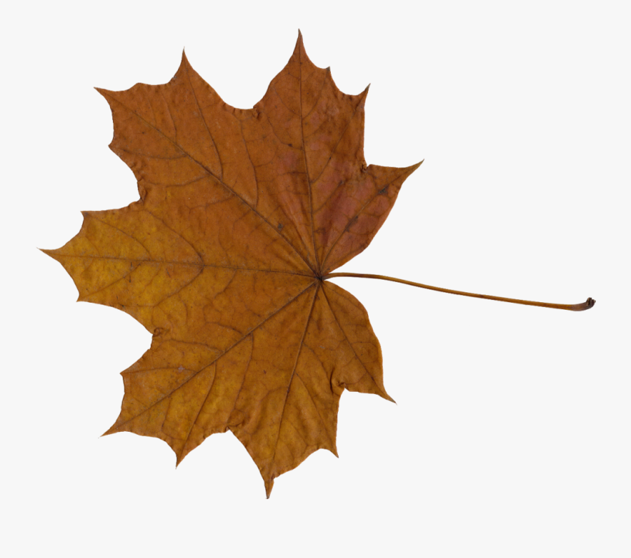Maple Leaf Png - Maple Tree Leaf Png, Transparent Clipart