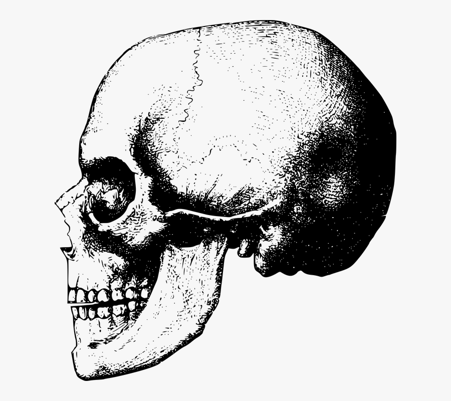 Free Photo Skull Skeleton - Skull, Transparent Clipart