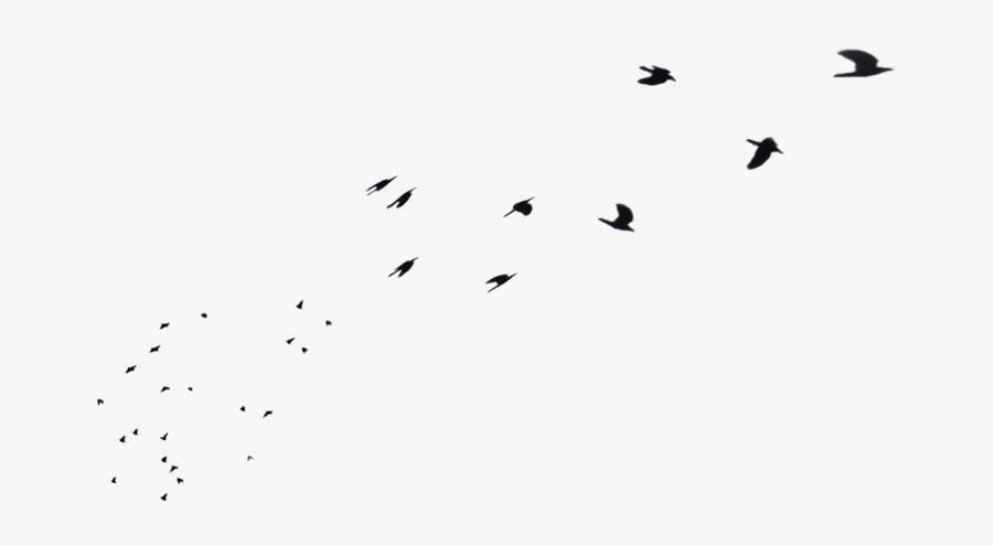 Flock Of Birds Png - Flock, Transparent Clipart