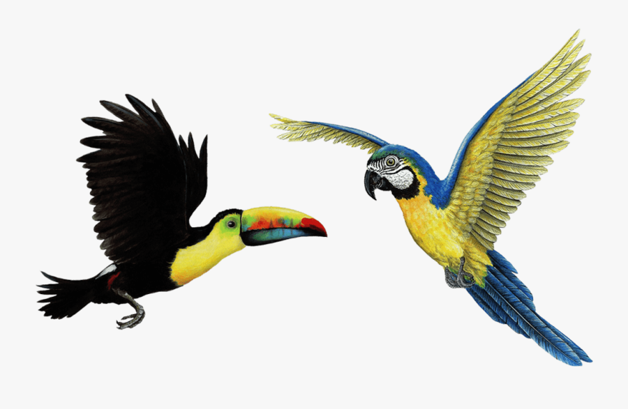 Preferred Tropical Birds Wall Stickers Combo - Flying Toucan Transparent, Transparent Clipart