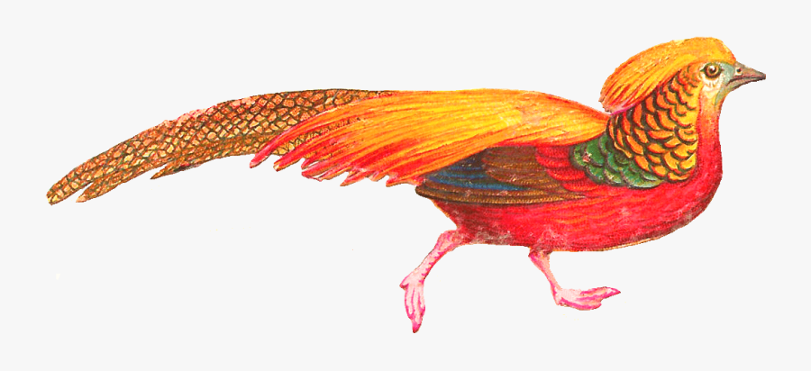Beautiful Birds Hd Clipart - Colorful Bird Clipart, Transparent Clipart
