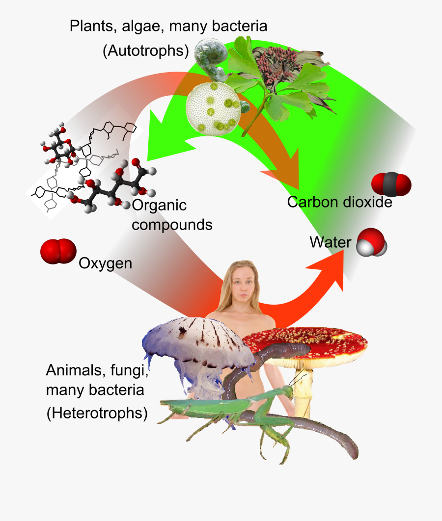 Plant And Animal Immune System , Free Transparent Clipart - ClipartKey