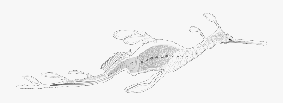Weedy Sea Dragon Phyllopteryx Taeniolatus, Black White - Weedy Sea Dragon Drawing, Transparent Clipart