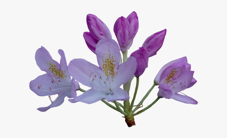 Rhododendron Flower Transparent, Transparent Clipart