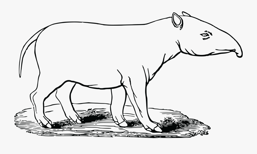 Free Clipart Of A Tapir - Tapir Black And White, Transparent Clipart