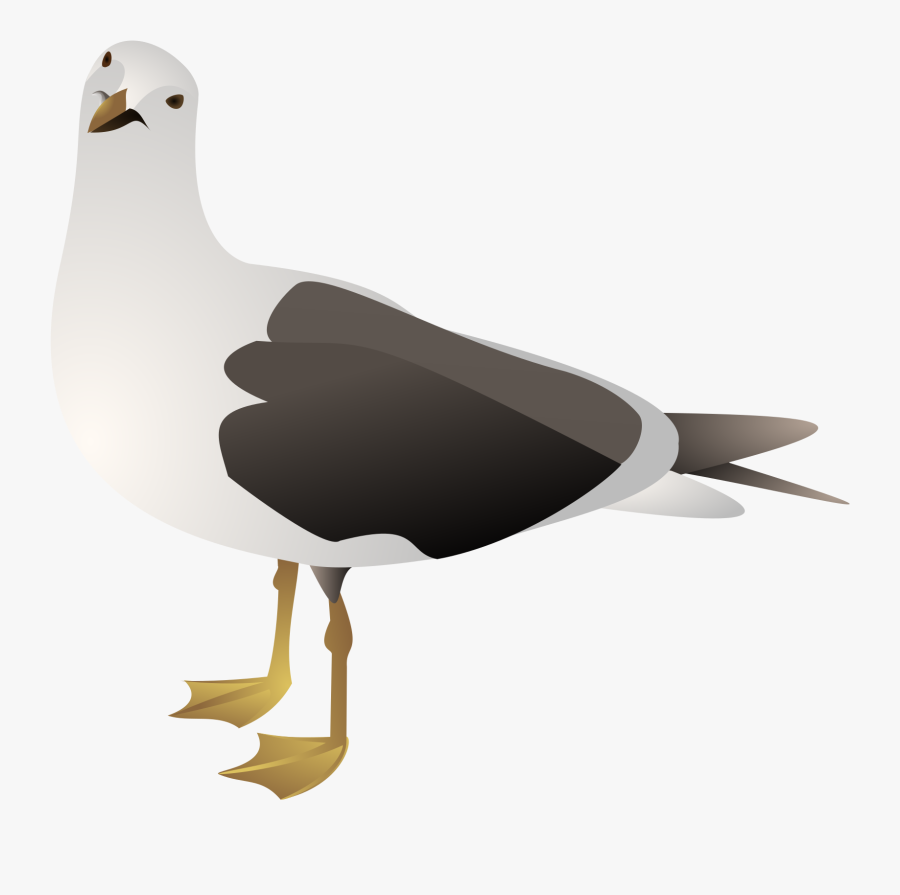 Seagull Clip Art, Transparent Clipart