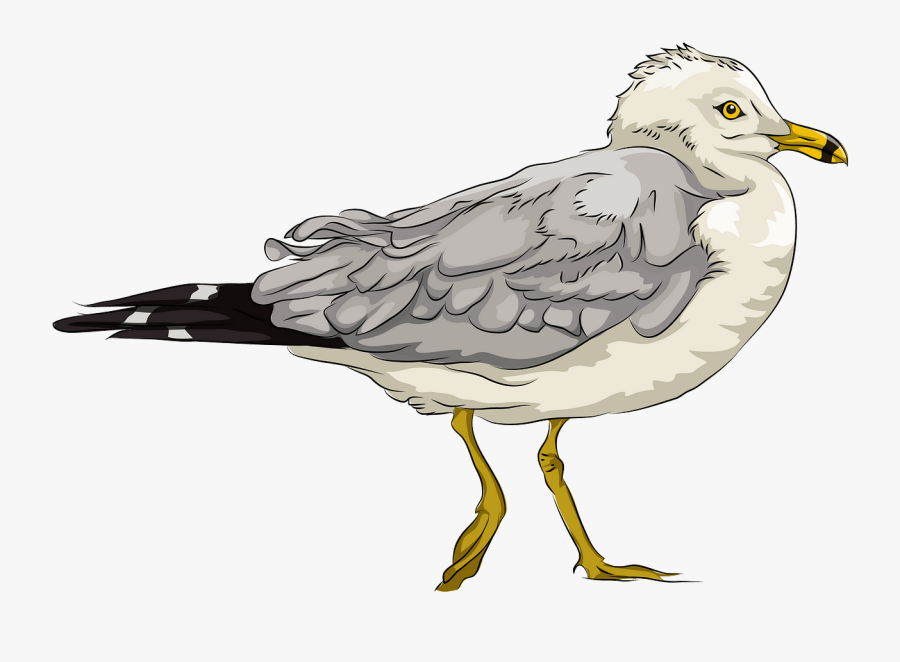 European Herring Gull, Transparent Clipart