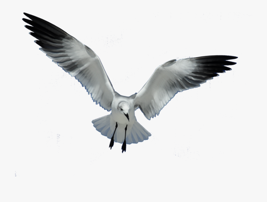 Great Work Clip Art Download - Seagull Png, Transparent Clipart