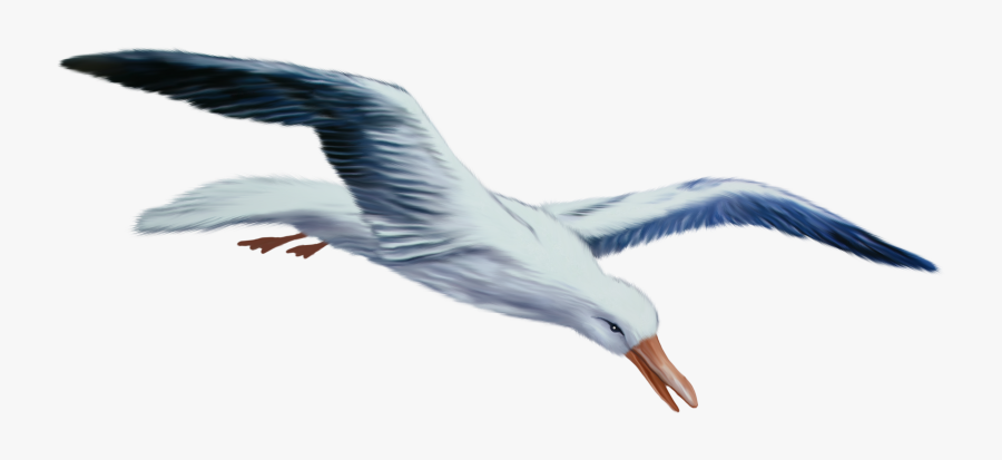 Gull Png - Пнг Чайка, Transparent Clipart