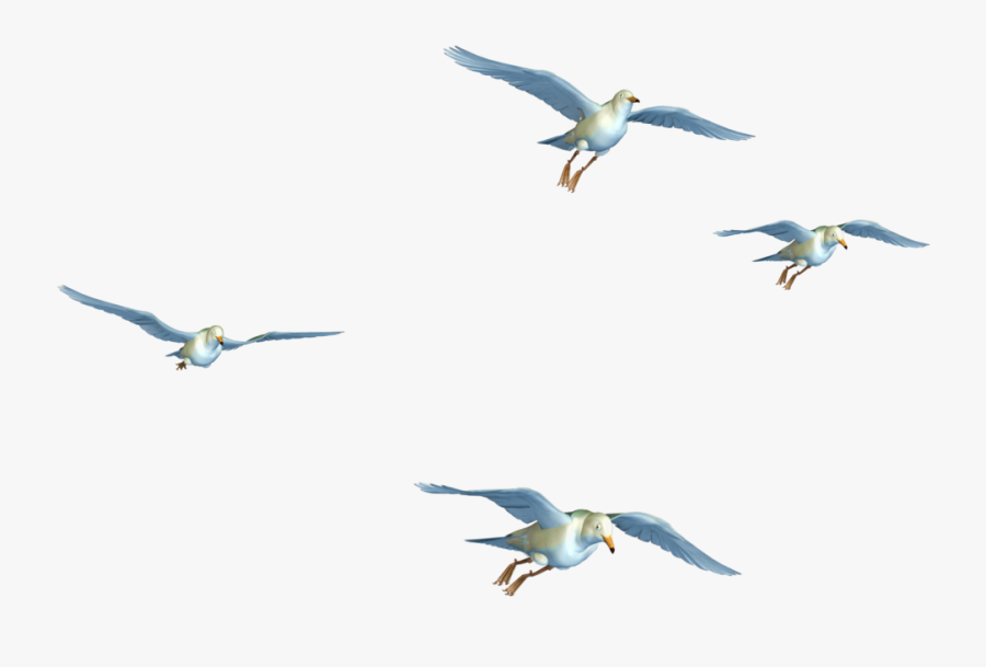 Seagulls Flying Png - Birds Png Image Hd, Transparent Clipart