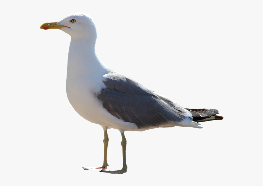 Gull Png Image File - Transparent Seagull, Transparent Clipart