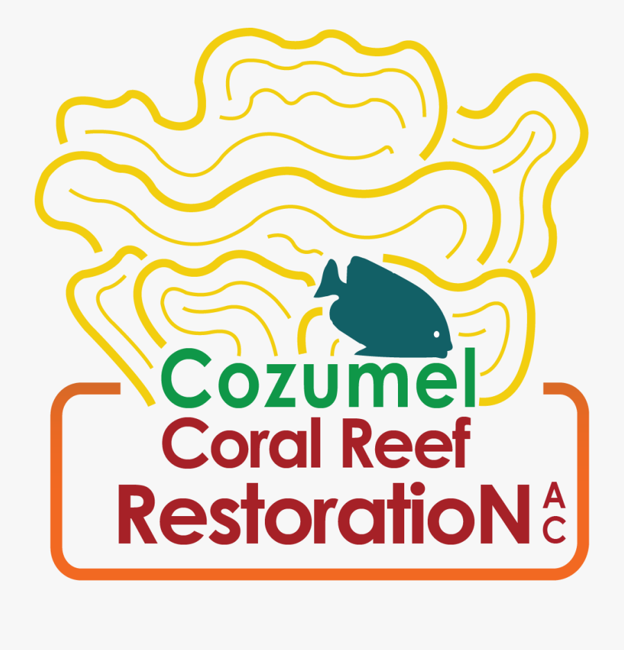 Cozumel Coral Reef Restoration, Transparent Clipart