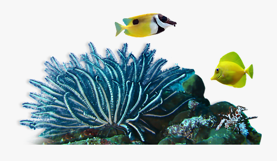 Coral Reef Png , Free Transparent Clipart - ClipartKey