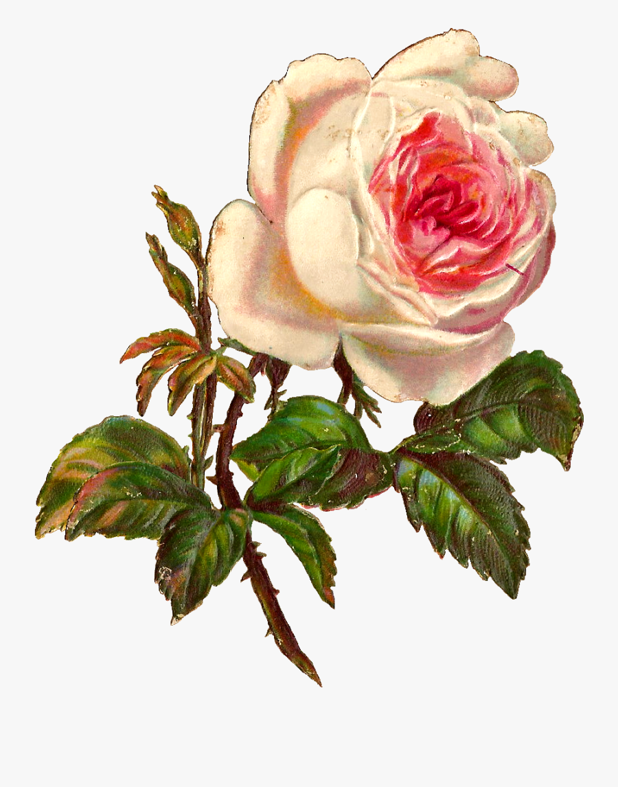 Digital Rose Clip Art, Transparent Clipart